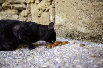 Stray cats eating on the street