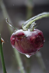 Close-up of beautiful flowers from my garden under freezing rain