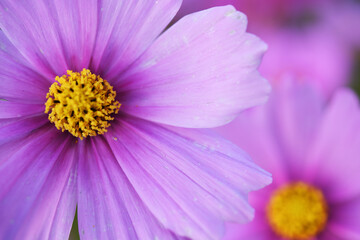 Fototapeta premium コスモスのアップ