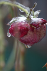 Close-up of beautiful flowers from my garden under freezing rain