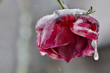 Close-up of beautiful flowers from my garden under freezing rain