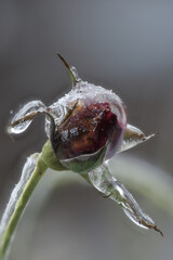 Close-up of beautiful flowers from my garden under freezing rain