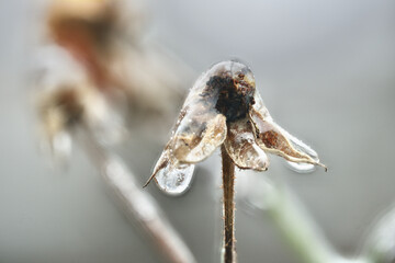 Close-up of beautiful flowers from my garden under freezing rain