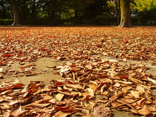 欅の枯れ葉散る晩秋の公園風景