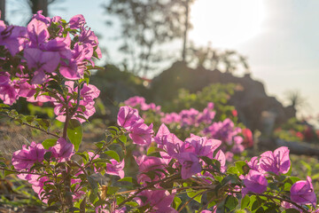 Bougainvillea flowers beautiful flowers Close Up