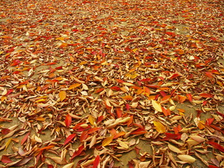 公園の欅の落葉