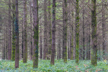 ladock woods in winter cornwall England uk 