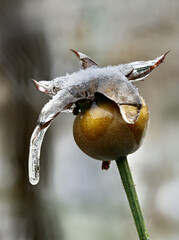 Close-up of beautiful flowers from my garden under freezing rain