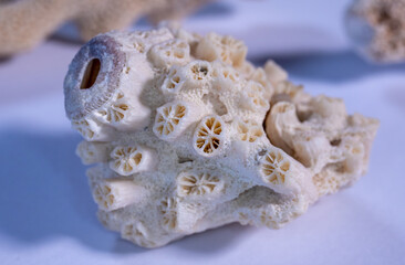 coral shells on a blue background