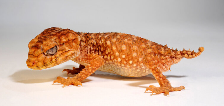 Australischer Knopfschwanzgecko / Centralian rough knob-tailed gecko (Nephrurus amyae)