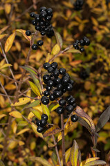 the poisonous black berries of a privet shrub