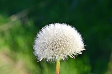 withered dandelion has developed its seeds