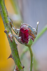 Close-up of beautiful flowers from my garden under freezing rain