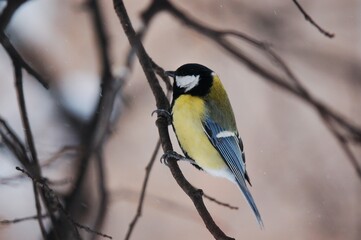 yellow wagtail on a branch