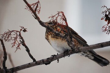 sparrow on branch