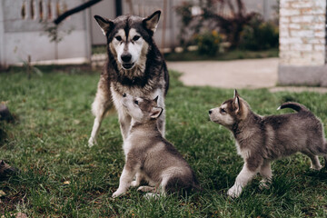 family of Alaskan malamutes, mom and puppies, fluffy happiness, dogs playing