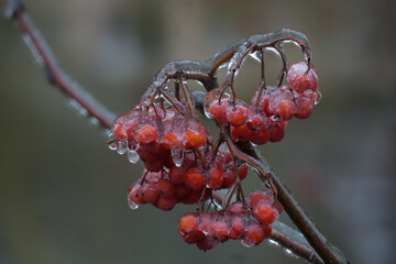 Close-up of beautiful flowers from my garden under freezing rain