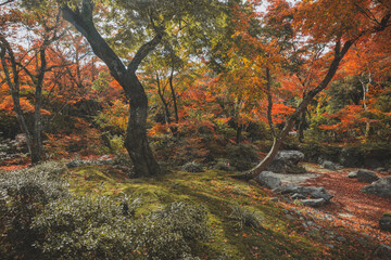 日本 京都 秋の宝匡院と紅葉景色