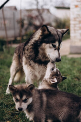 family of Alaskan malamutes, mom and puppies, fluffy happiness, dogs playing