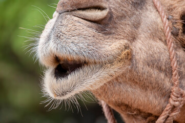 Camel in Tangier, Morocco, funny close up. A cute camel with his mouth open and his teeth