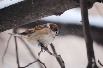 sparrow in the snow