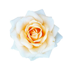 Single white rose flower on isolated background. Beautiful sweet white rose flower isolated on background