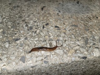 slug