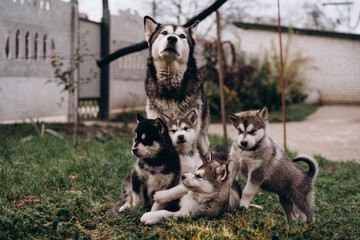 family of Alaskan malamutes, mom and puppies, fluffy happiness, dogs playing