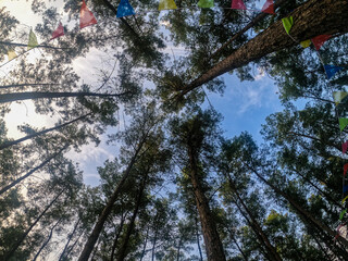 trees in the forest under the sky