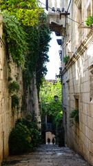 Greenery covered narrow street in Old Town, Korcula, Croatia