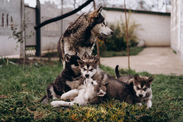 family of Alaskan malamutes, mom and puppies, fluffy happiness, dogs playing