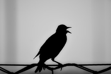 Obraz premium Silhouette of bird