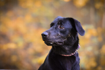 Black dog is standing in autumn nature. She is so cute dog.