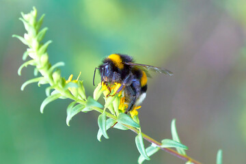 
bee, insect, flower, macro, nature, honey, yellow, pollen, fly, summer, bumblebee, garden, spring, close-up, green, bumblebee on a flower, close-up, wild, pollination, flowers, nectar, bees, white, m