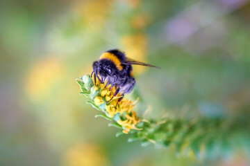 
bee, insect, flower, macro, nature, honey, yellow, pollen, fly, summer, bumblebee, garden, spring, close-up, green, bumblebee on a flower, close-up, wild, pollination, flowers, nectar, bees, white, m