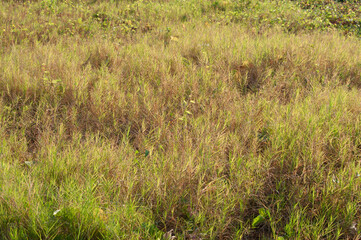 Beautiful meadow for background from nature
