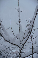 Snowfall over trees. Background with tree branches covered with a lot of snow