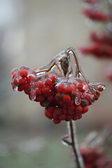 Beautiful rowan fruits and pine needles from my garden under the freezing rain close-up
