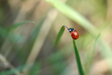 ladybug, insect, nature, grass, red, beetle, green, macro, leaf, summer, plant, spring, garden, small, close-up, meadow, close-up, spotted, on the grass,