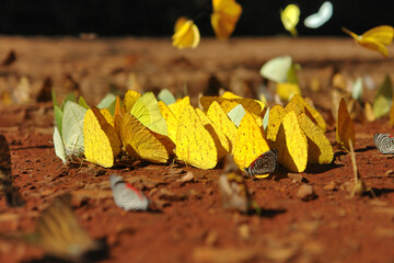 Motyle w Parku Narodowym Iguazu w Argentinie. © robnaw