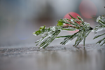 Beautiful rowan fruits and pine needles from my garden under the freezing rain close-up