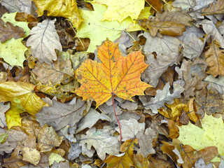 bright yellow maple leaf lies on the ground in autumn
