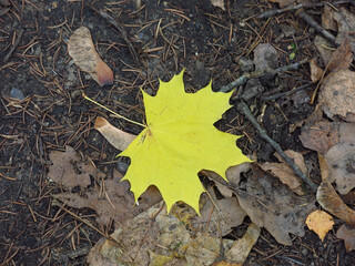 bright yellow maple leaf lies on the ground in autumn