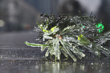 Beautiful rowan fruits and pine needles from my garden under the freezing rain close-up