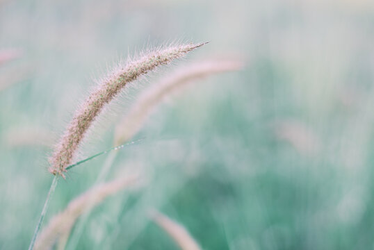 Soft and warm early morning  light on grass flower in fresh air of winter time. A cool earth toned image for a warm welcome of year end celebration. Calm and peaceful environmental earth concept.