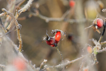 Hagebutten von Reif überzogen im Winter
