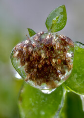 Beautiful rowan fruits and pine needles from my garden under the freezing rain close-up