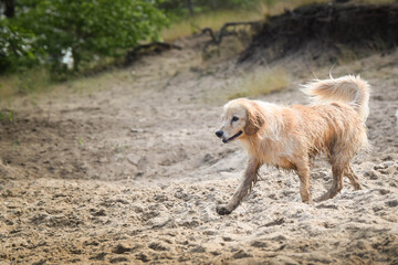 Fototapeta premium White mix Dog is running in sand. She is so dirty dog now.