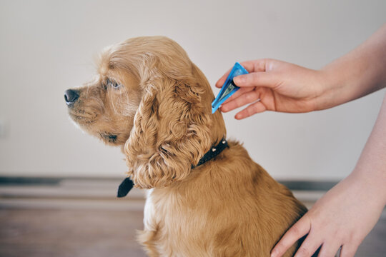 the dog is treated with a flea remedy. The dog is dripped on the withers with a parasite remedy