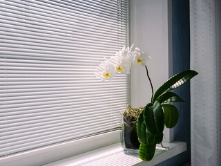 Blooming white orchid on the windowsill.   Phalaenopsis on background of blinds. Green home plants. Side view, copy space.	Home flower in a background of louvers, close-up. Side view, copy space.	